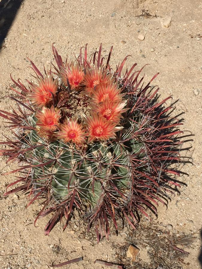 Cactus Adobe Villa Twentynine Palms Ngoại thất bức ảnh