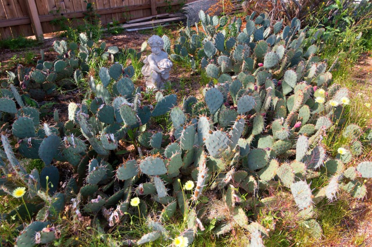 Cactus Adobe Villa Twentynine Palms Ngoại thất bức ảnh
